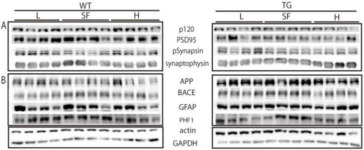 https://cdn.ncbi.nlm.nih.gov/pmc/blobs/b7fe/8535881/627a448b58d7/ijms-22-10907-g008.jpg
