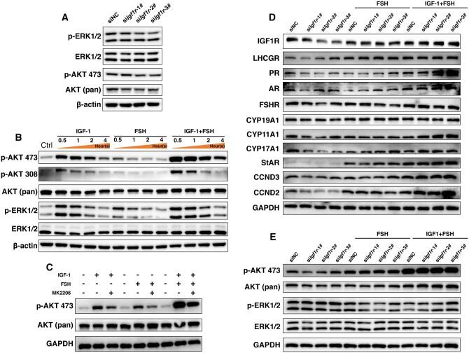 https://cdn.ncbi.nlm.nih.gov/pmc/blobs/b7ff/11700901/7a0d1cb7059a/deae247f6.jpg