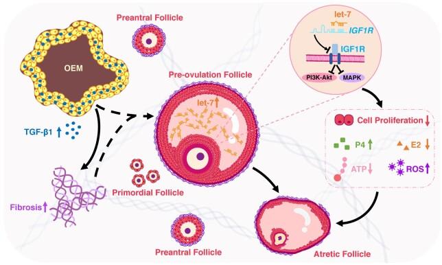 https://cdn.ncbi.nlm.nih.gov/pmc/blobs/b7ff/11700901/dd07e6378888/deae247f9.jpg