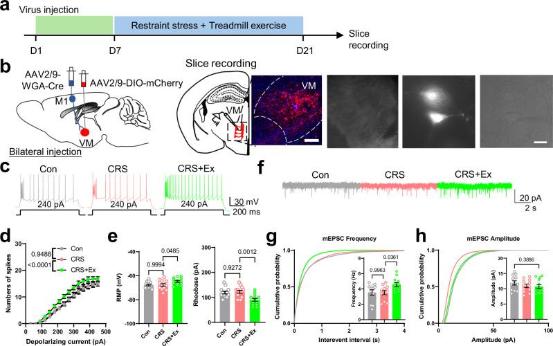 https://cdn.ncbi.nlm.nih.gov/pmc/blobs/b806/11754434/3ca9f16a6f45/41467_2025_56258_Fig4_HTML.jpg