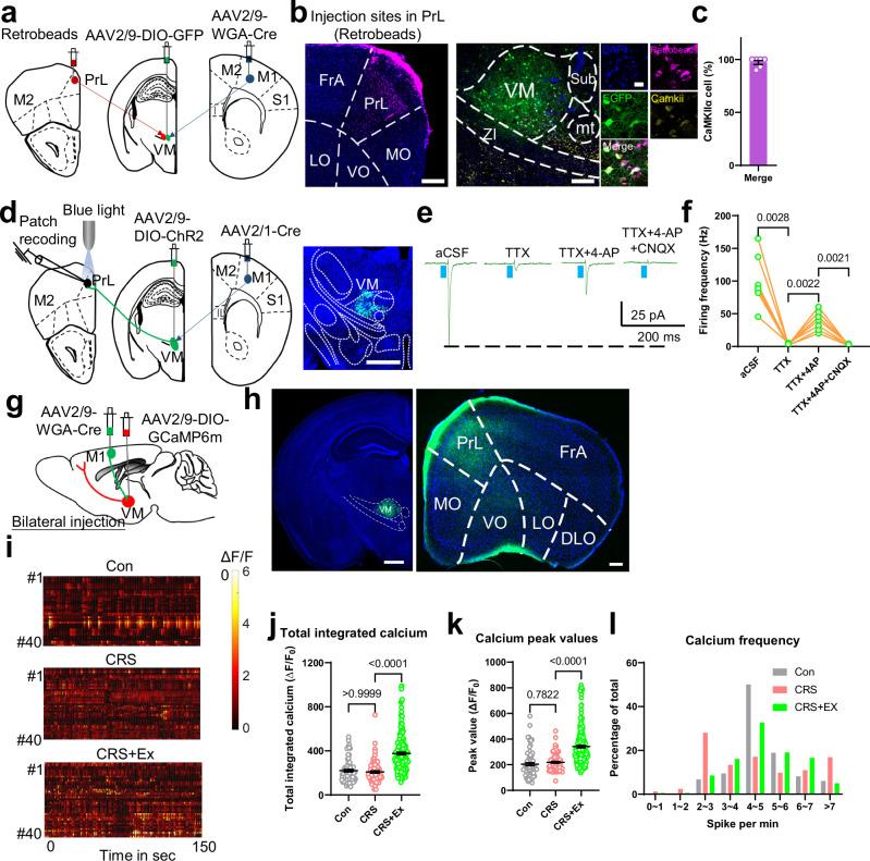 https://cdn.ncbi.nlm.nih.gov/pmc/blobs/b806/11754434/8308cbf542ac/41467_2025_56258_Fig5_HTML.jpg