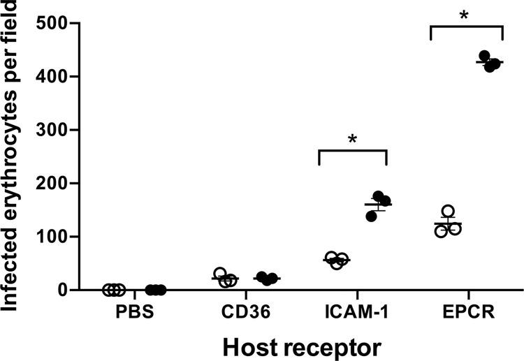 https://cdn.ncbi.nlm.nih.gov/pmc/blobs/b806/11759366/0e29bf22c48e/ppat.1012434.g010.jpg