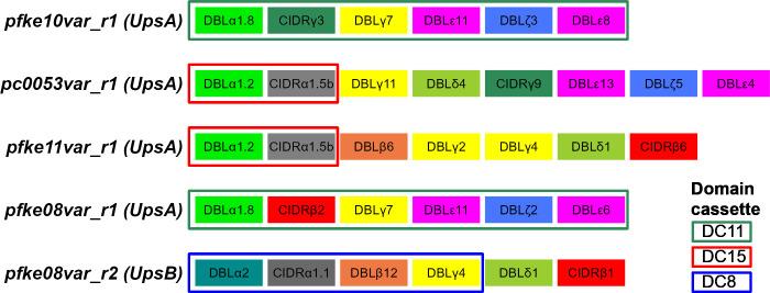 https://cdn.ncbi.nlm.nih.gov/pmc/blobs/b806/11759366/5f913ac70f8a/ppat.1012434.g004.jpg