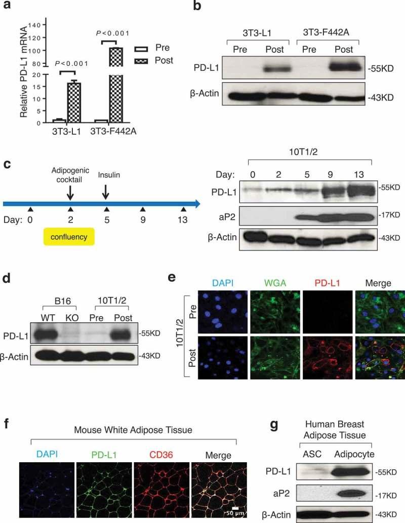 https://cdn.ncbi.nlm.nih.gov/pmc/blobs/b809/6209395/630413706d82/koni-07-11-1500107-g001.jpg