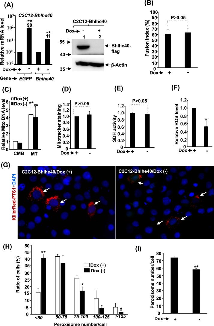 https://cdn.ncbi.nlm.nih.gov/pmc/blobs/b80e/6218633/08d8dcf039b4/gr3.jpg