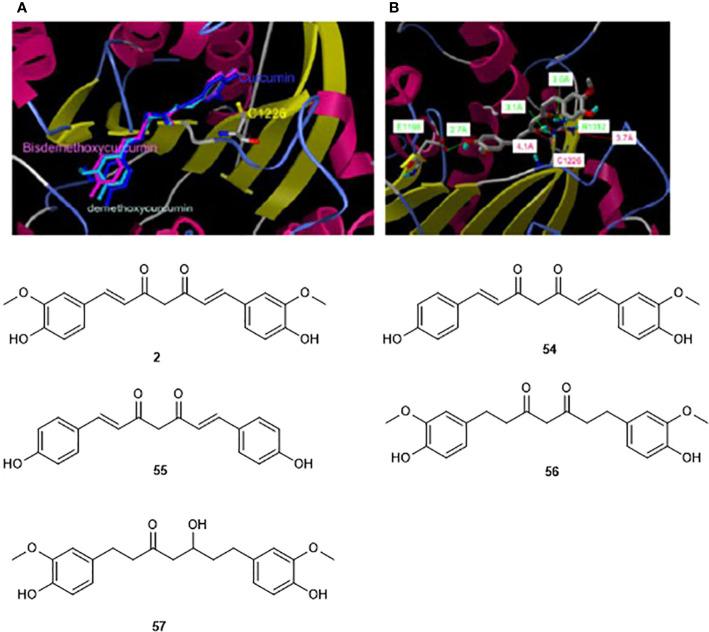 https://cdn.ncbi.nlm.nih.gov/pmc/blobs/b815/7438611/a751cb40d9c3/fphar-11-00992-g008.jpg