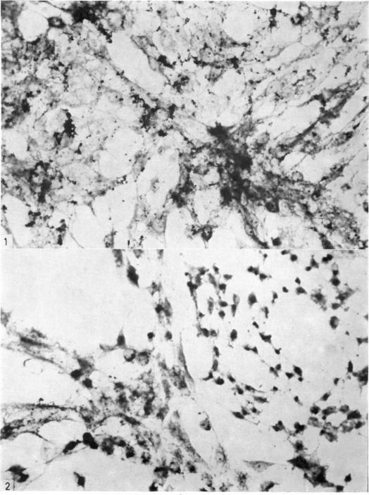 https://cdn.ncbi.nlm.nih.gov/pmc/blobs/b819/1423838/bf27b0cc9f7b/immunology00417-0115-a.jpg