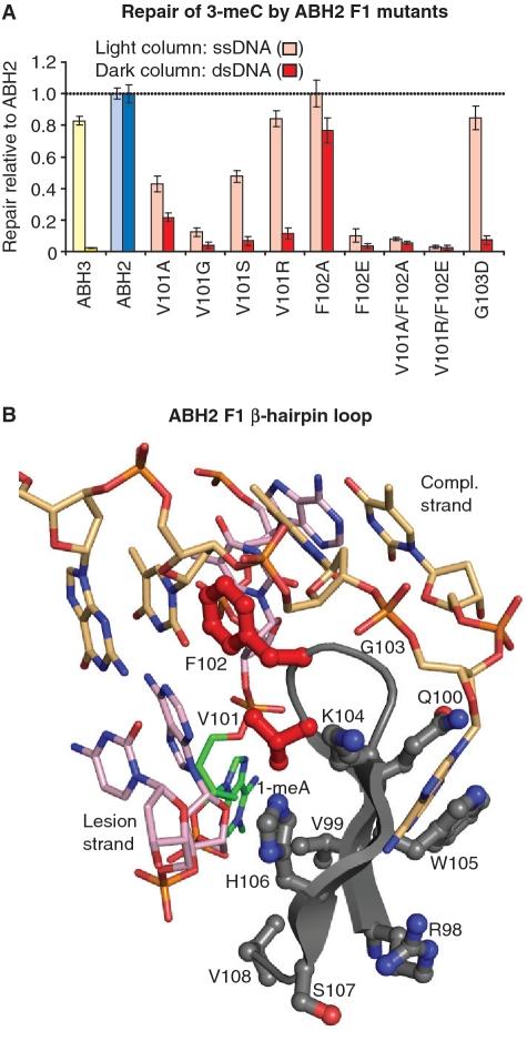 https://cdn.ncbi.nlm.nih.gov/pmc/blobs/b819/2965238/65d2257e7ca4/gkq518f3.jpg