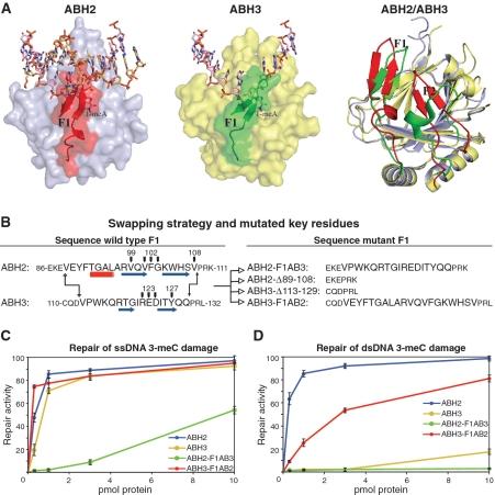 https://cdn.ncbi.nlm.nih.gov/pmc/blobs/b819/2965238/6b68268c2252/gkq518f1.jpg