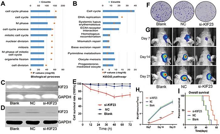 https://cdn.ncbi.nlm.nih.gov/pmc/blobs/b81c/5029730/ab794546defc/oncotarget-07-24646-g004.jpg