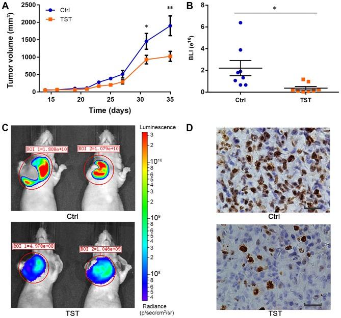 https://cdn.ncbi.nlm.nih.gov/pmc/blobs/b81c/6254995/2945ed3a0606/IJO-54-01-0087-g04.jpg