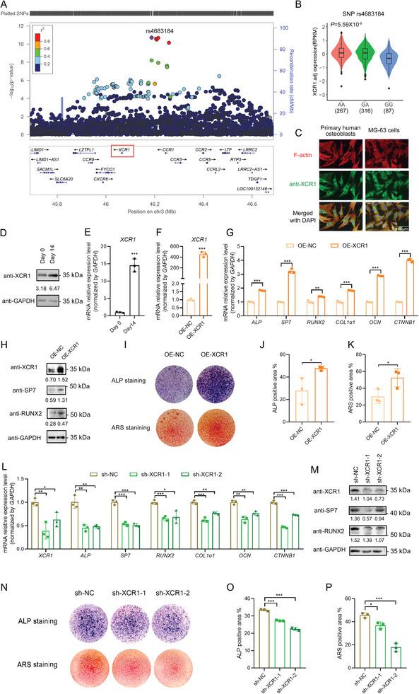 https://cdn.ncbi.nlm.nih.gov/pmc/blobs/b81d/11809430/0d544293c0f1/ADVS-12-2413561-g002.jpg