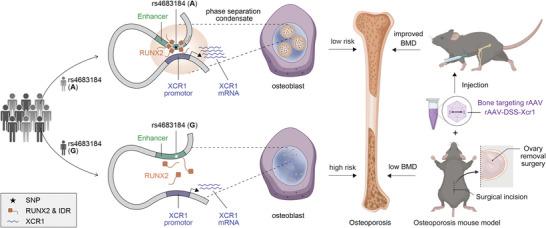 https://cdn.ncbi.nlm.nih.gov/pmc/blobs/b81d/11809430/60cf79b241da/ADVS-12-2413561-g007.jpg