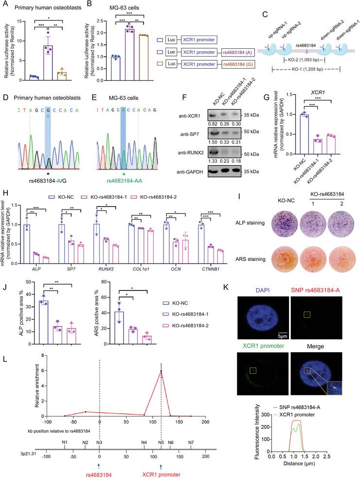 https://cdn.ncbi.nlm.nih.gov/pmc/blobs/b81d/11809430/c7f6d0534260/ADVS-12-2413561-g004.jpg