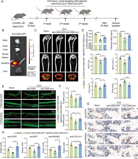 https://cdn.ncbi.nlm.nih.gov/pmc/blobs/b81d/11809430/e15aa6cb6006/ADVS-12-2413561-g005.jpg