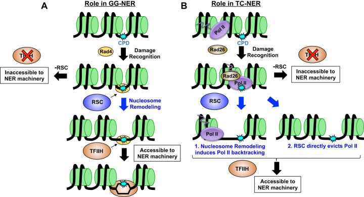 https://cdn.ncbi.nlm.nih.gov/pmc/blobs/b81f/8168587/8f01be0738e4/1047f07.jpg