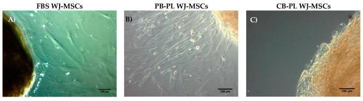 https://cdn.ncbi.nlm.nih.gov/pmc/blobs/b820/5874885/508c6f66c422/bioengineering-05-00019-g001.jpg