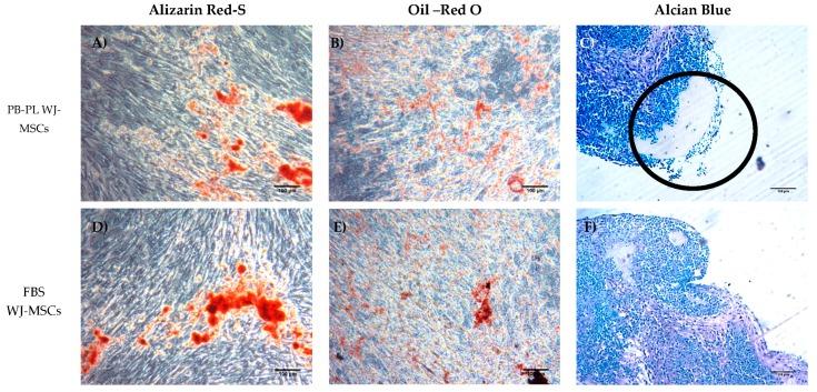 https://cdn.ncbi.nlm.nih.gov/pmc/blobs/b820/5874885/b5fa34562acb/bioengineering-05-00019-g004.jpg