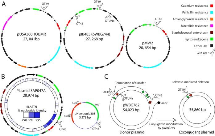 https://cdn.ncbi.nlm.nih.gov/pmc/blobs/b821/4652767/9774d2a1aea6/gkv755fig2.jpg