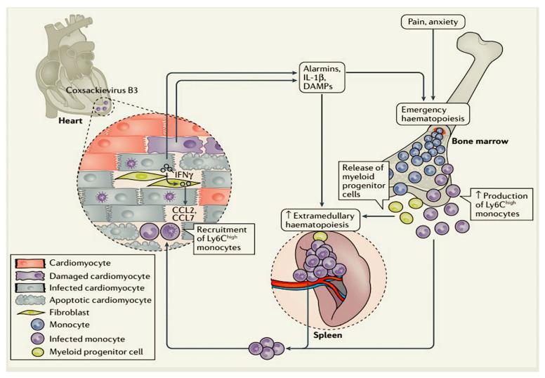 https://cdn.ncbi.nlm.nih.gov/pmc/blobs/b826/12031395/5c224ab239e5/viruses-17-00484-g002.jpg