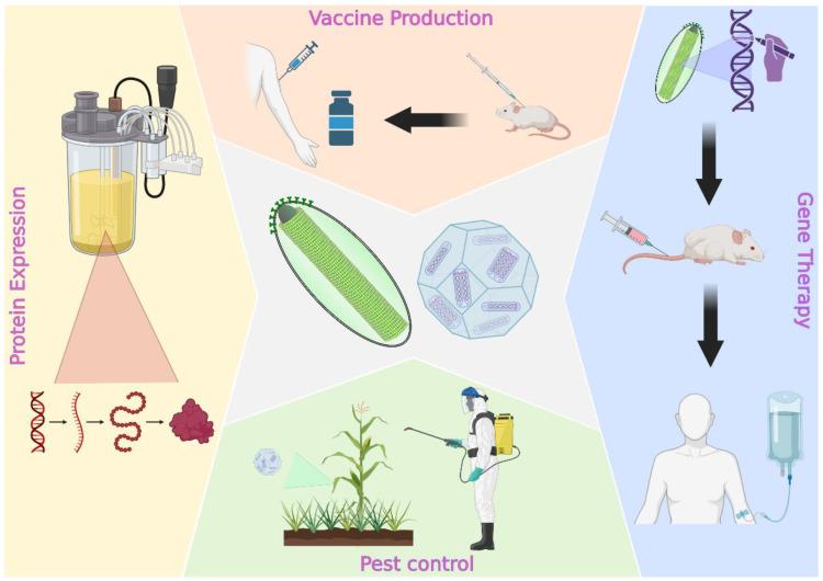 https://cdn.ncbi.nlm.nih.gov/pmc/blobs/b82a/9863858/db3818d462f2/viruses-15-00080-g001.jpg