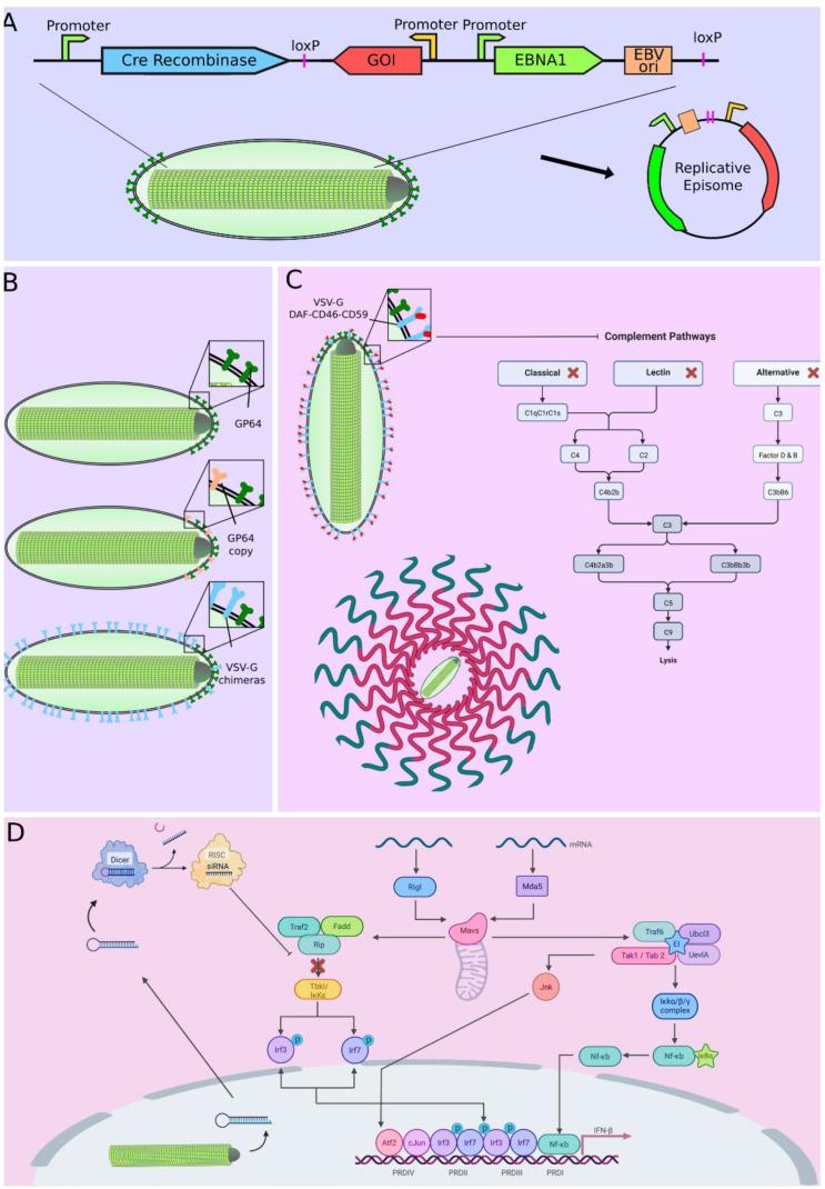 https://cdn.ncbi.nlm.nih.gov/pmc/blobs/b82a/9863858/e0c68d02c2d5/viruses-15-00080-g002.jpg