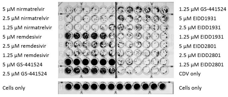 https://cdn.ncbi.nlm.nih.gov/pmc/blobs/b832/11861726/6206647a396d/viruses-17-00150-g001.jpg