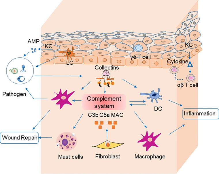 https://cdn.ncbi.nlm.nih.gov/pmc/blobs/b833/8006919/645a50a8470a/fimmu-12-594858-g001.jpg