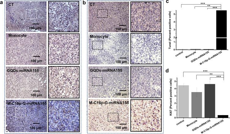 https://cdn.ncbi.nlm.nih.gov/pmc/blobs/b834/10145394/1c6bfb478739/IJN-18-2127-g0006.jpg