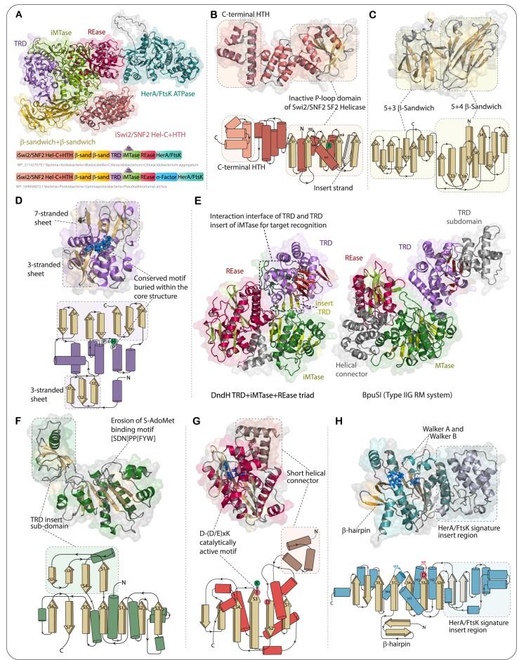 https://cdn.ncbi.nlm.nih.gov/pmc/blobs/b834/10853773/a276378effec/gkad1213fig6.jpg