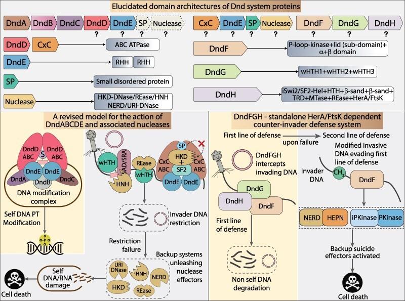 https://cdn.ncbi.nlm.nih.gov/pmc/blobs/b834/10853773/dddf9cc095e6/gkad1213figgra1.jpg