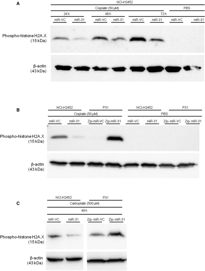 https://cdn.ncbi.nlm.nih.gov/pmc/blobs/b837/5537169/21f54e0a2204/gr2.jpg