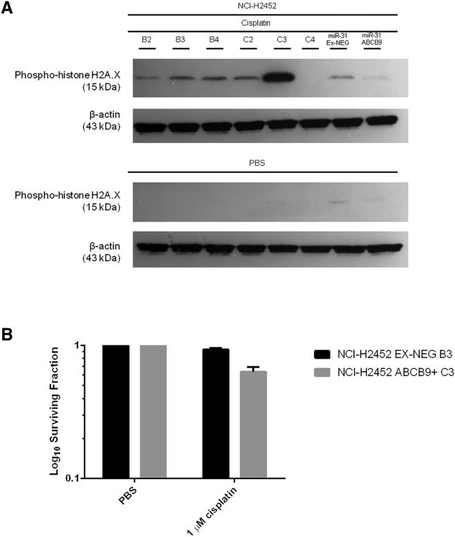 https://cdn.ncbi.nlm.nih.gov/pmc/blobs/b837/5537169/b2ac99d506d0/gr8.jpg