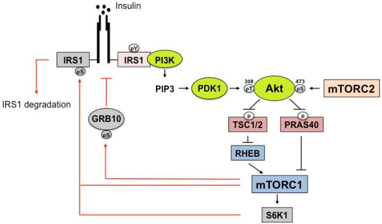 https://cdn.ncbi.nlm.nih.gov/pmc/blobs/b839/5707648/05d2b0a79b80/nutrients-09-01176-g002.jpg