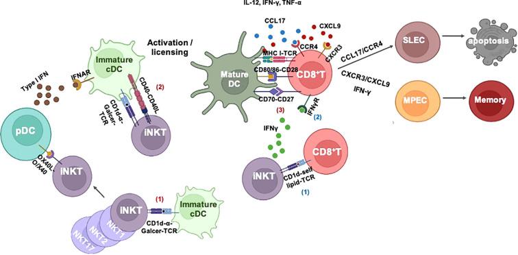 https://cdn.ncbi.nlm.nih.gov/pmc/blobs/b839/9889858/05506a3bacb9/fimmu-13-1109347-g002.jpg