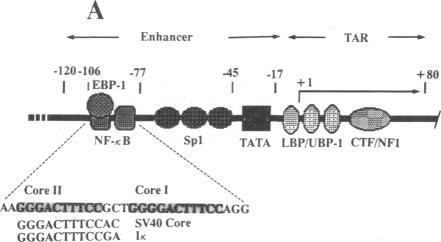 https://cdn.ncbi.nlm.nih.gov/pmc/blobs/b83a/53464/40c6afefed16/pnas01029-0063-b.jpg