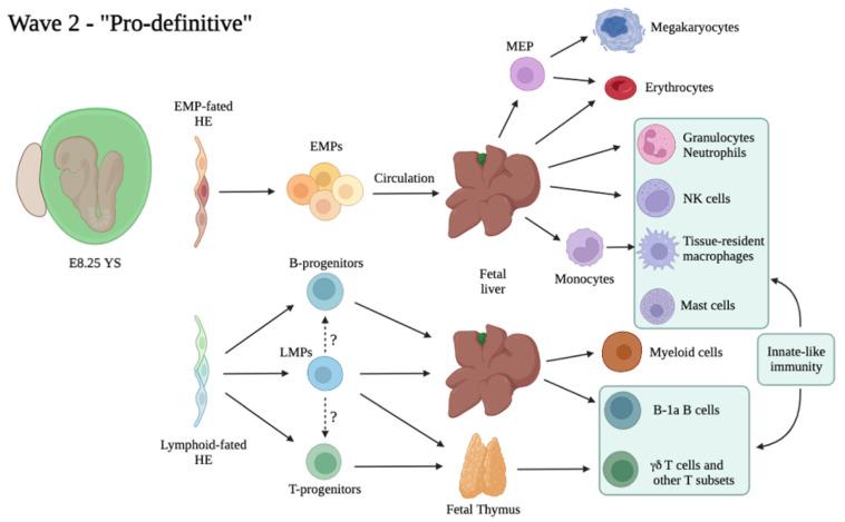 https://cdn.ncbi.nlm.nih.gov/pmc/blobs/b83b/8947200/993f30b95bda/cells-11-01061-g002.jpg