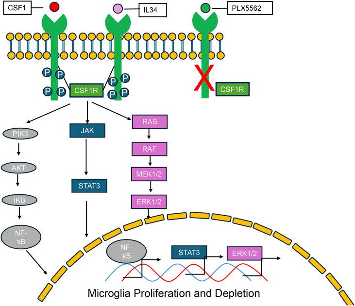 https://cdn.ncbi.nlm.nih.gov/pmc/blobs/b83d/12106359/41054ad67b20/fphar-16-1577809-g001.jpg