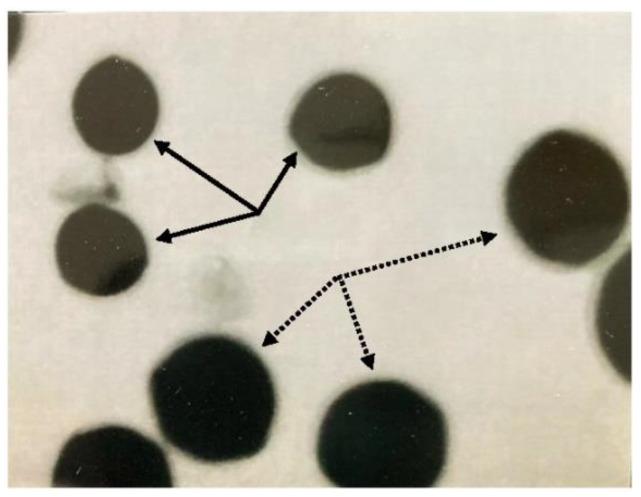 https://cdn.ncbi.nlm.nih.gov/pmc/blobs/b83e/9144188/d877f791e4cd/plants-11-01380-g001.jpg