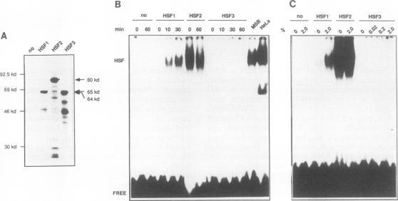 https://cdn.ncbi.nlm.nih.gov/pmc/blobs/b841/359520/5fd581df608b/molcellb00016-0020-b.jpg
