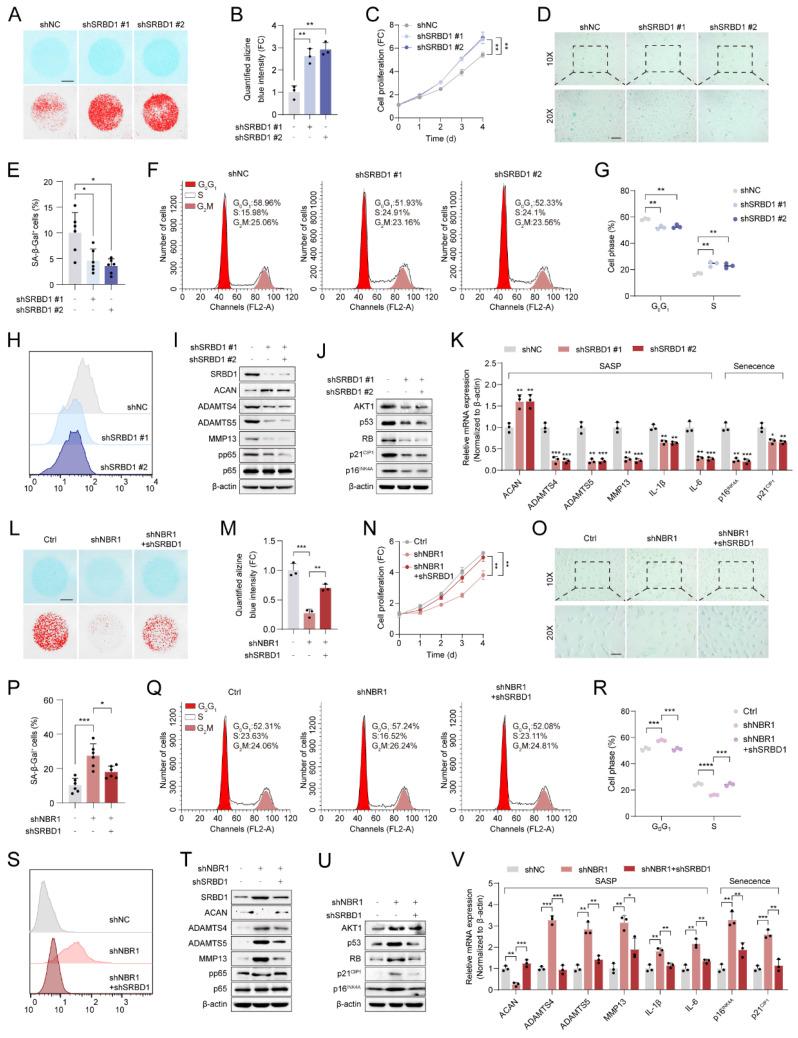 https://cdn.ncbi.nlm.nih.gov/pmc/blobs/b842/10758090/e371fc84d9f8/ijbsv20p0701g006.jpg