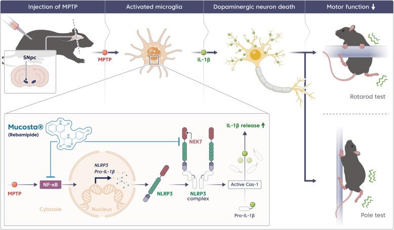 https://cdn.ncbi.nlm.nih.gov/pmc/blobs/b842/12085015/851732c02fcf/12974_2025_3461_Fig7_HTML.jpg
