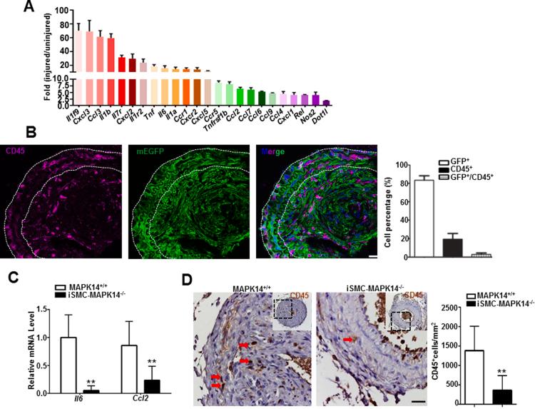 https://cdn.ncbi.nlm.nih.gov/pmc/blobs/b847/6377391/1bbc87f1e7f6/gr5.jpg
