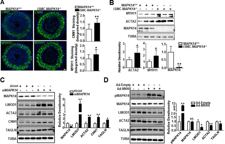 https://cdn.ncbi.nlm.nih.gov/pmc/blobs/b847/6377391/7d51cd890939/gr3.jpg