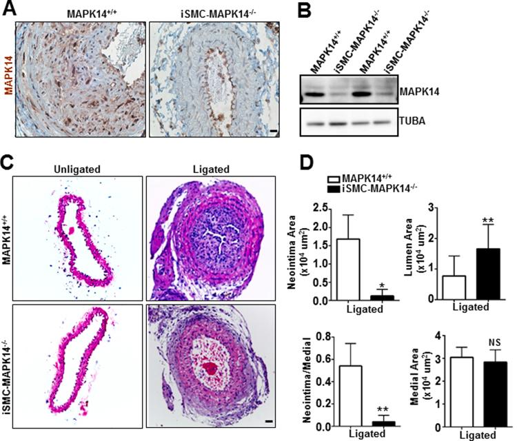 https://cdn.ncbi.nlm.nih.gov/pmc/blobs/b847/6377391/954862bc21db/gr2.jpg