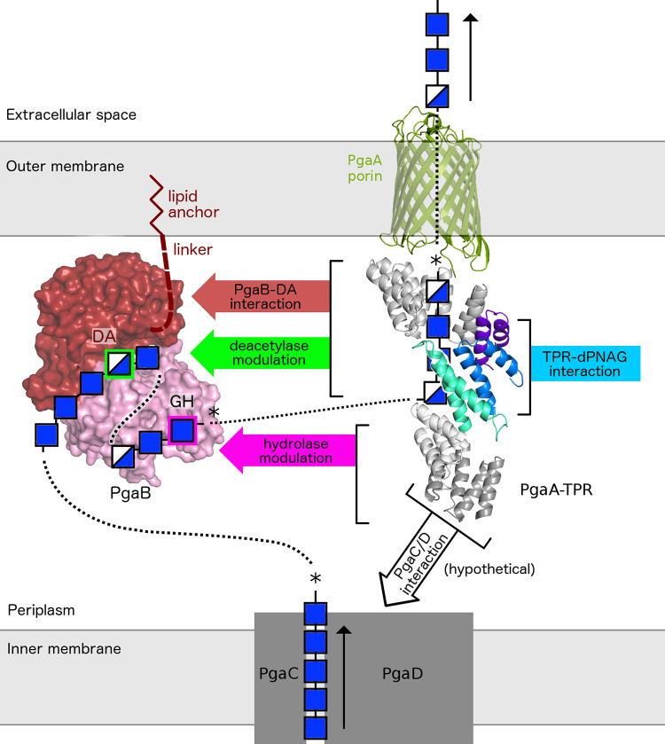 https://cdn.ncbi.nlm.nih.gov/pmc/blobs/b847/9384988/83f17f66ebfc/ppat.1010750.g007.jpg