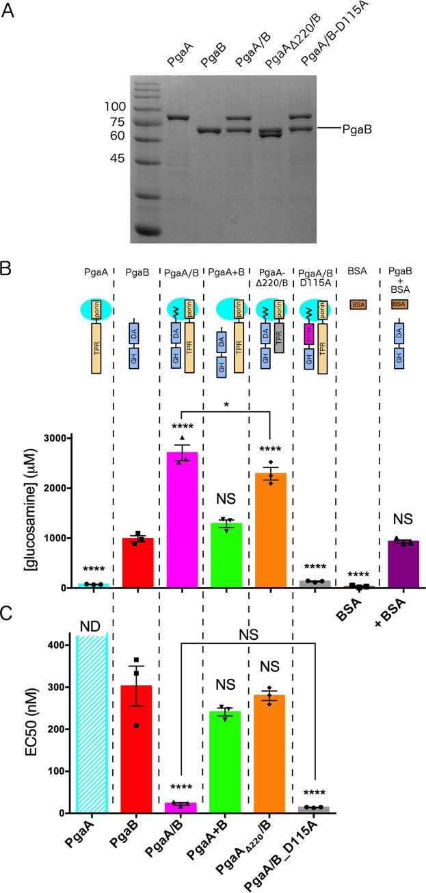 https://cdn.ncbi.nlm.nih.gov/pmc/blobs/b847/9384988/ffaa23e6488f/ppat.1010750.g002.jpg