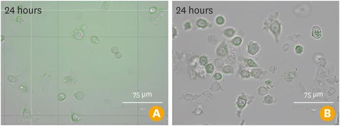 https://cdn.ncbi.nlm.nih.gov/pmc/blobs/b848/12303702/1caf5ba1f612/cevr-14-276-g006.jpg