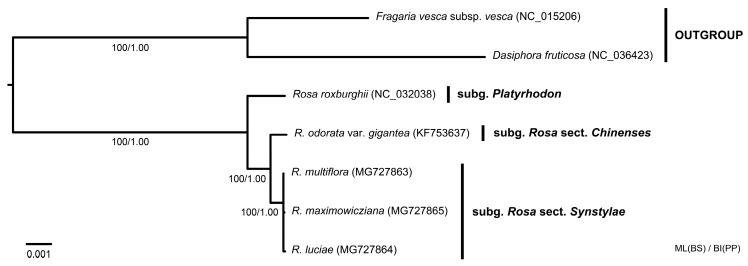 https://cdn.ncbi.nlm.nih.gov/pmc/blobs/b84b/6356658/9c10017247cc/genes-10-00023-g008.jpg
