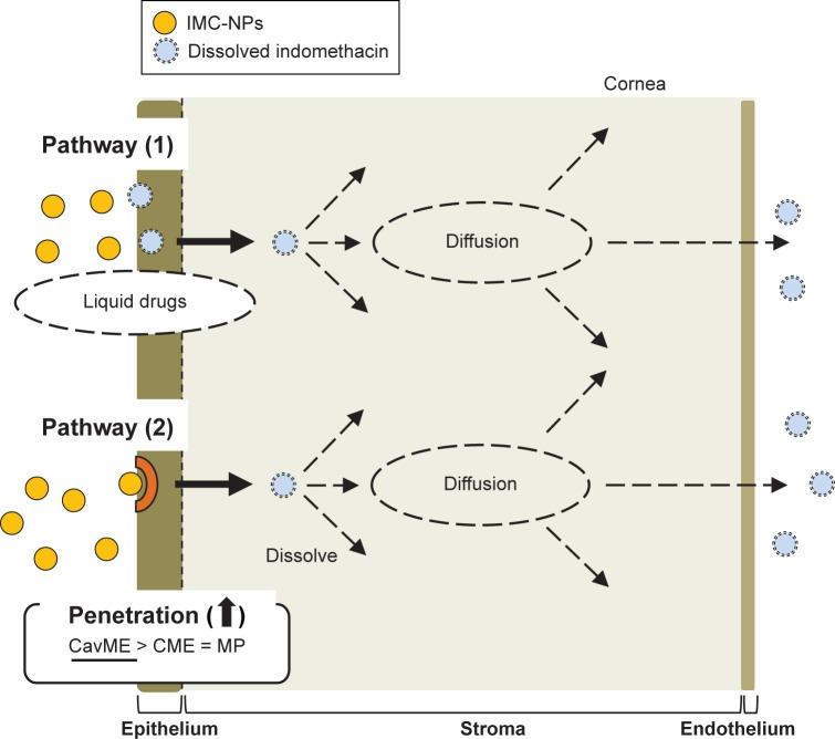 https://cdn.ncbi.nlm.nih.gov/pmc/blobs/b851/6391158/37b7d1ff56fe/ijn-14-1213Fig7.jpg